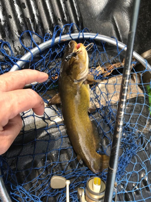 Yellow Bullhead Caught by John with Mister Twister 1¼ Nymph in New Jersey